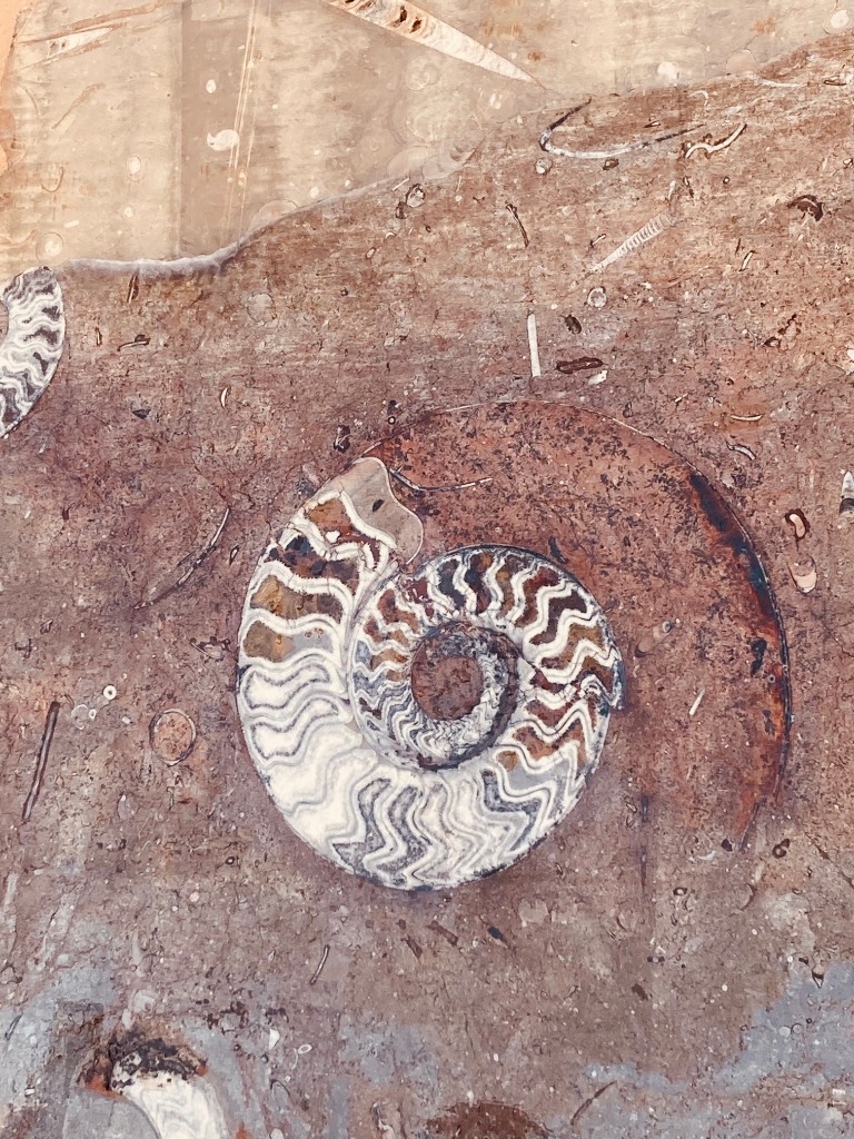 Ammonite Fossil